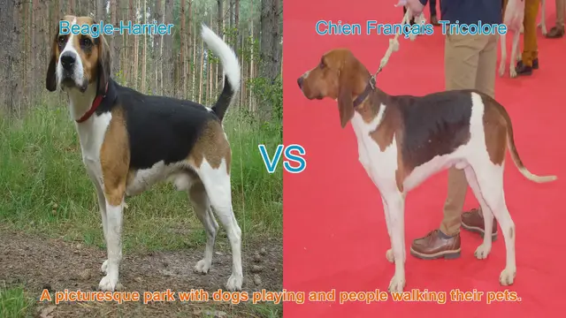 Video thumbnail for Comparing Beagle-Harrier and Chien Français Tricolore: A Guide to Choosing the Right Breed