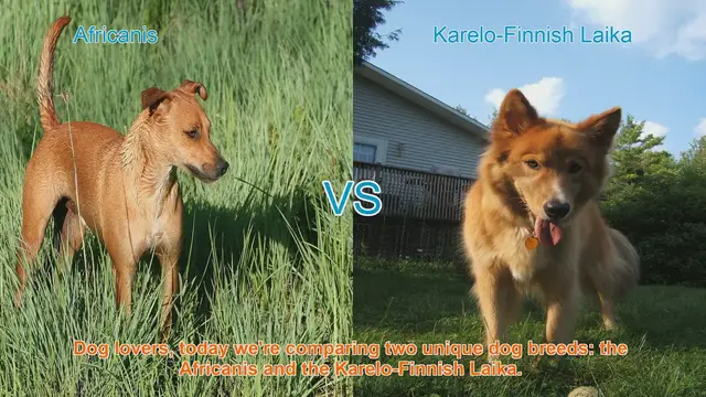 Video thumbnail for Africanis vs. Karelo-Finnish Laika: A Comparative Guide