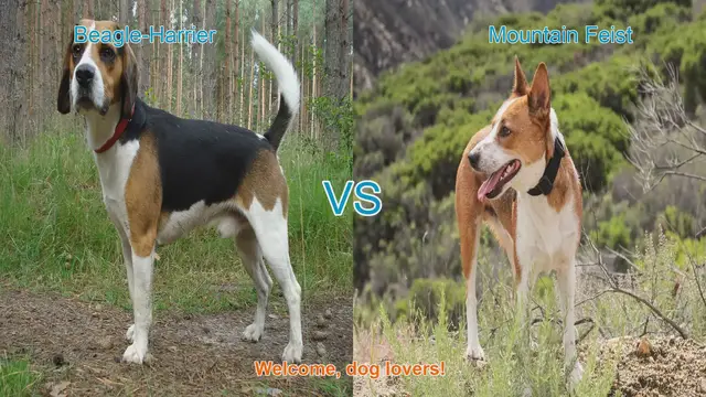 Video thumbnail for Beagle-Harrier vs. Mountain Feist: A Dog Breed Comparison