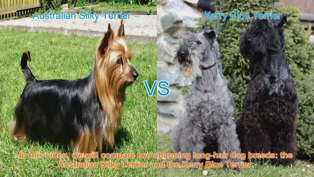 Video thumbnail for Comparing Australian Silky Terrier vs. Kerry Blue Terrier: Breed Characteristics & Traits