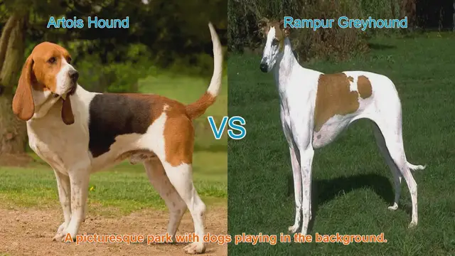 Video thumbnail for Artois Hound vs. Rampur Greyhound: A Comparative Analysis