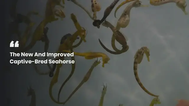 Video thumbnail for seahorses 1