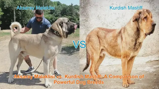 Video thumbnail for Aksaray Malaklisi vs. Kurdish Mastiff: A Comparison of Powerful Dog Breeds