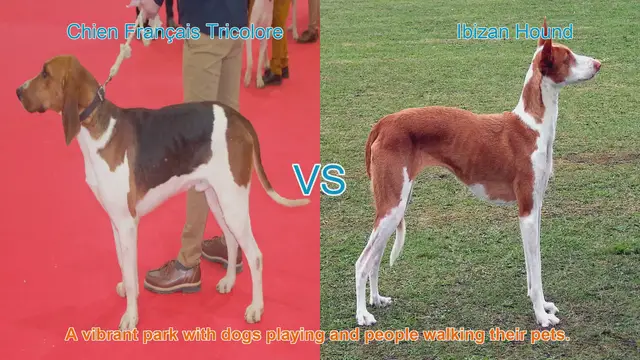 Video thumbnail for Comparing Chien Français Tricolore and Ibizan Hound: A Breed Showcase