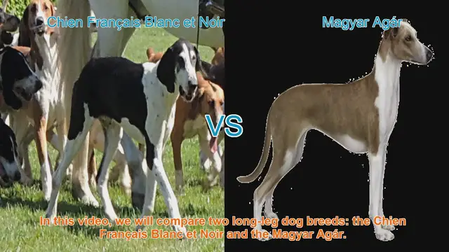 Video thumbnail for Comparing Chien Français Blanc et Noir vs. Magyar Agár: Breed Characteristics and Traits