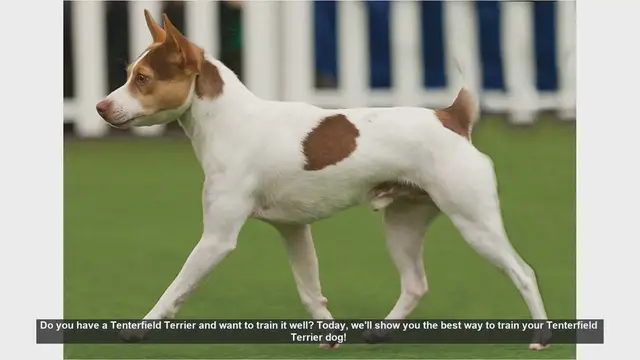 Video thumbnail for How to Train Your Tenterfield Terrier: Tips and Tricks