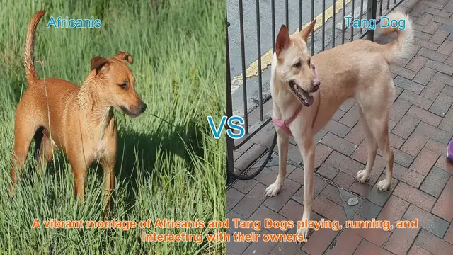 Video thumbnail for Africanis vs. Tang Dog: A Comparative Guide