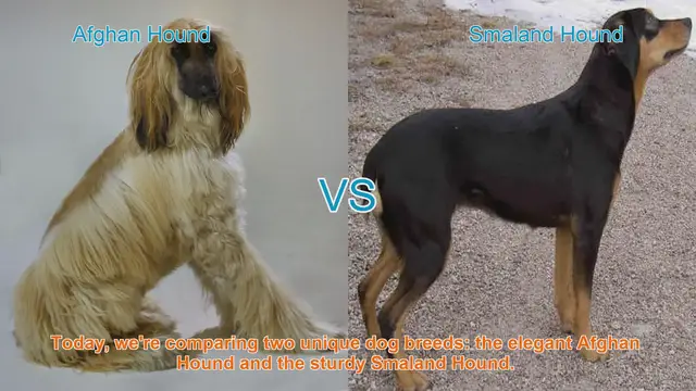 Video thumbnail for Breed Battle: Afghan Hound vs. Smaland Hound