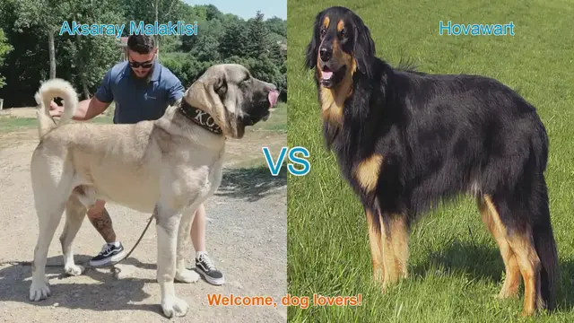 Video thumbnail for Aksaray Malaklisi vs. Hovawart: A Comparative Guide for Dog Lovers