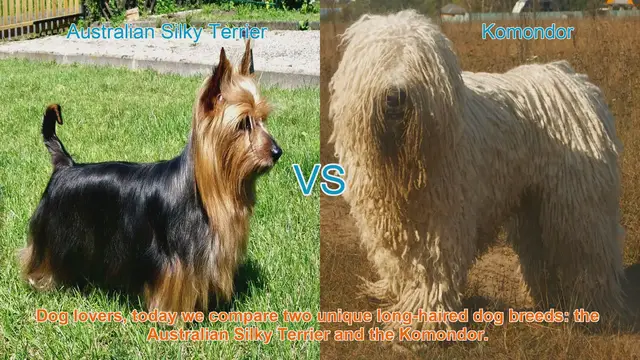 Video thumbnail for Comparing Australian Silky Terrier and Komondor: A Guide for Dog Lovers