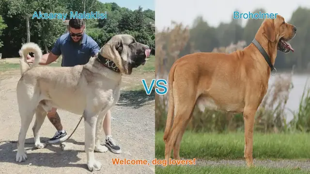 Video thumbnail for Aksaray Malaklisi vs. Broholmer: A Comparison of Two Remarkable Dog Breeds