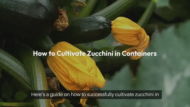 Video thumbnail for How to Grow Zucchini in Containers