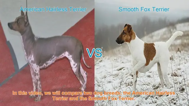 Video thumbnail for American Hairless Terrier vs. Smooth Fox Terrier: A Breed Comparison
