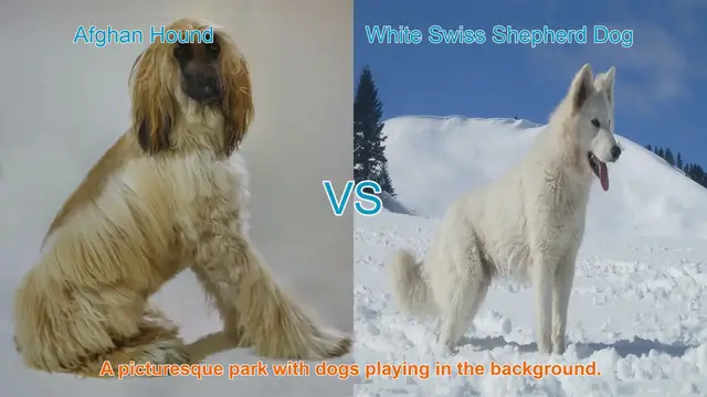 Video thumbnail for Comparing Afghan Hound and White Swiss Shepherd Dog: Breeds Unveiled