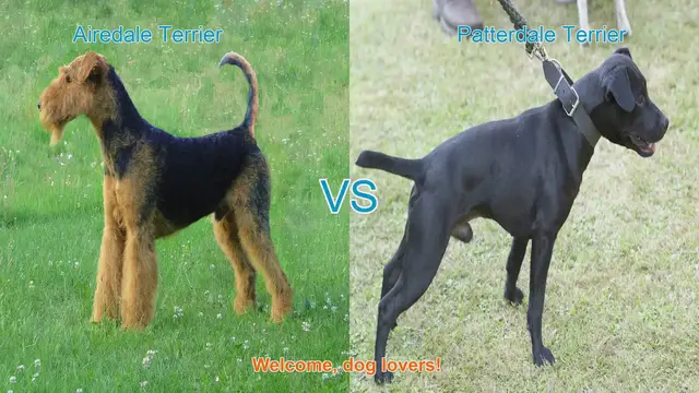 Video thumbnail for Airedale Terrier vs. Patterdale Terrier: A Comparison of Two Terrier Breeds