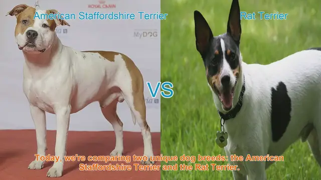 Video thumbnail for American Staffordshire Terrier vs. Rat Terrier: A Comparison