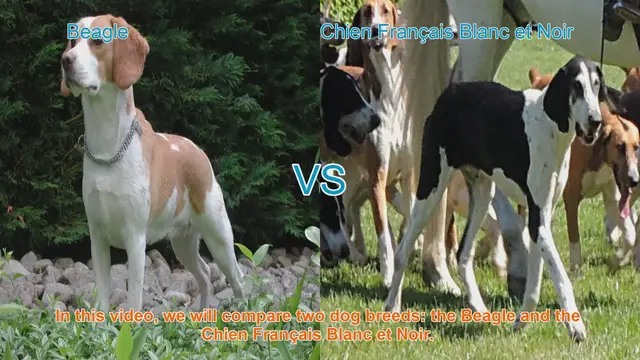 Video thumbnail for Beagle vs. Chien Français Blanc et Noir: A Comparison of Two Popular Dog Breeds