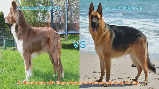 Video thumbnail for Australian Shepherd vs. German Shepherd: A Comprehensive Comparison