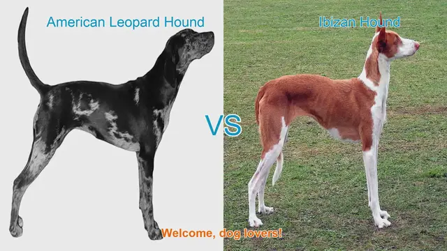 Video thumbnail for American Leopard Hound vs. Ibizan Hound: A Comparison of Two Beloved Dog Breeds