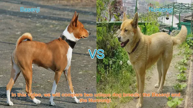 Video thumbnail for Basenji vs. Nureongi: A Comparative Guide to Unique Dog Breeds