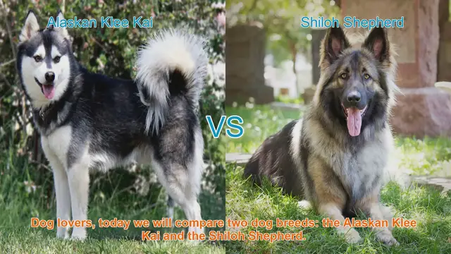 Video thumbnail for Alaskan Klee Kai VS Shiloh Shepherd
