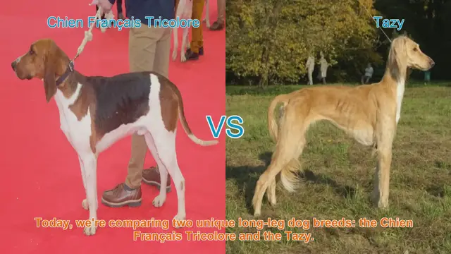 Video thumbnail for Comparing Chien Français Tricolore and Tazy: Origins, Characteristics, and Temperament