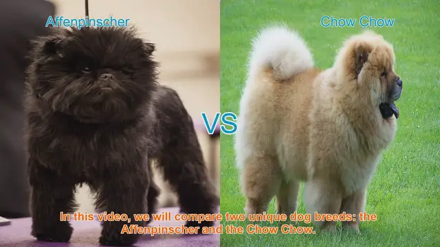 Video thumbnail for Affenpinscher vs. Chow Chow: A Comprehensive Comparison