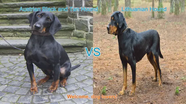 Video thumbnail for Austrian Black and Tan Hound vs. Lithuanian Hound: A Detailed Comparison