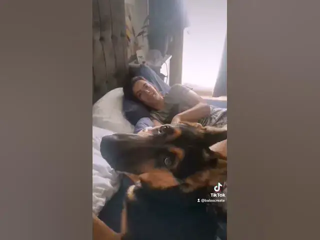 Video thumbnail for #happydog #dog #germanshepherd #happy #gsd #gsdpuppy