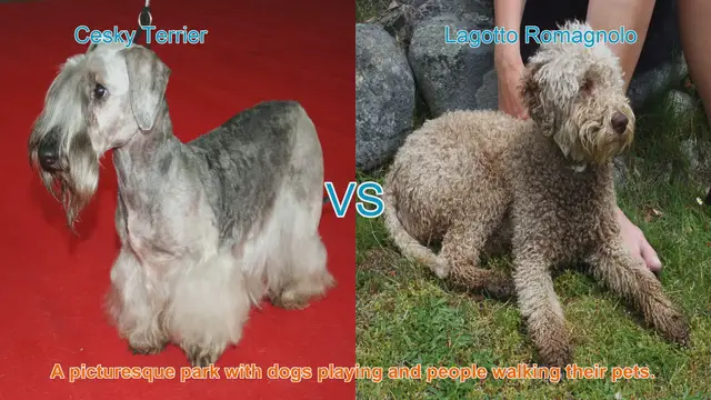 Video thumbnail for Comparing Cesky Terrier and Lagotto Romagnolo: A Guide to Choosing the Right Dog Breed