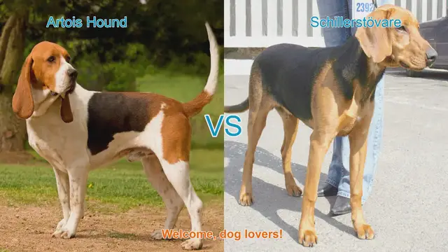 Video thumbnail for Artois Hound vs. Schillerstövare: A Comprehensive Breed Comparison