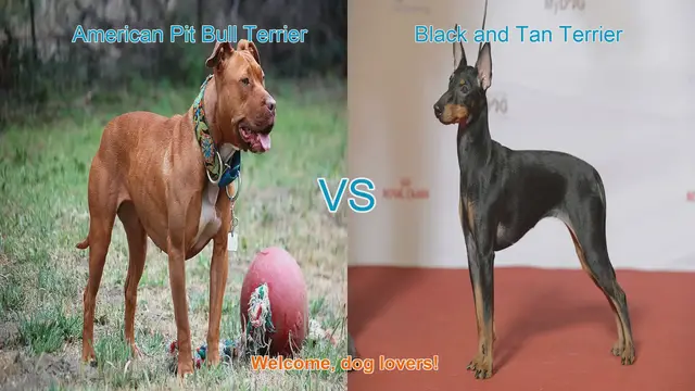 Video thumbnail for American Pit Bull Terrier vs. Black and Tan Terrier: A Comprehensive Comparison