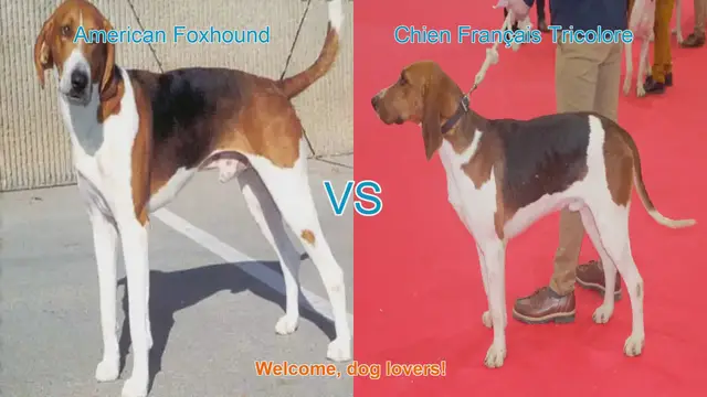 Video thumbnail for American Foxhound vs. Chien Français Tricolore: A Breed Comparison