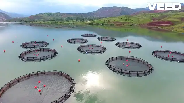 Video thumbnail for Meet the Charming Bristlenose Catfish