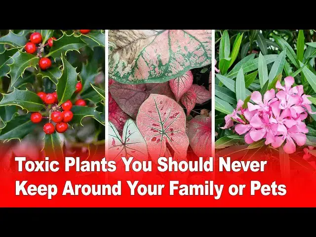 Video thumbnail for Toxic Plants You Should Never Keep Around Your Family or Pets 🐾☠️