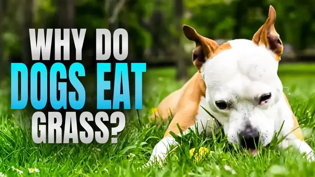 'Video thumbnail for Do NOT Let Your Dog Eat Grass'