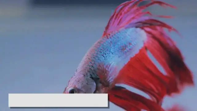 Video thumbnail for Providing the Best Care for Betta Fish: A Complete Guide