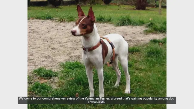 Video thumbnail for Valencian Terrier: Pros and Cons of This Energetic Breed