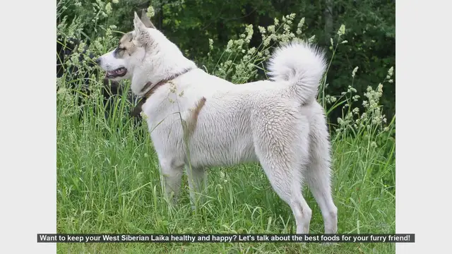 Video thumbnail for Best Foods for a Healthy and Happy West Siberian Laika