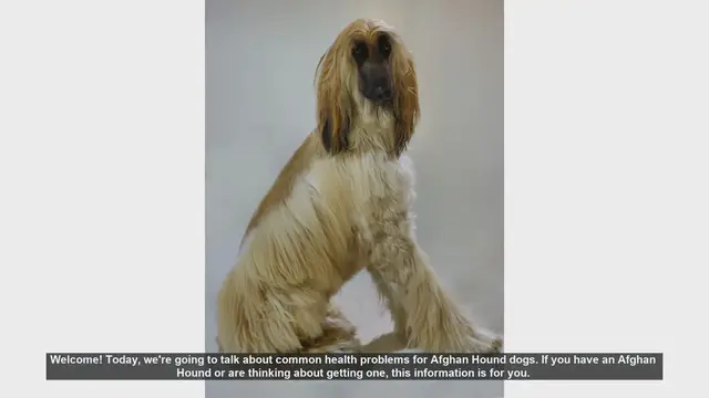 Video thumbnail for Common Health Problems in Afghan Hound Dogs: What You Need to Know
