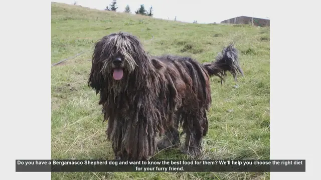 Video thumbnail for Best Diet for Your Bergamasco Shepherd: Essential Tips