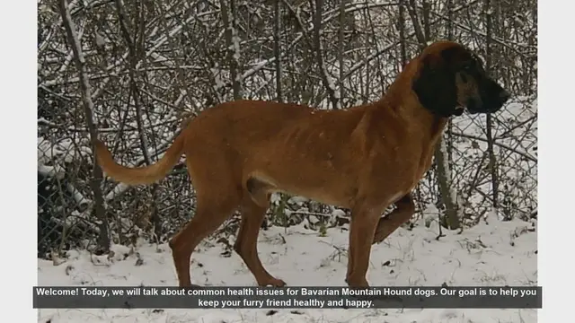 Video thumbnail for Common Health Issues in Bavarian Mountain Hound Dogs
