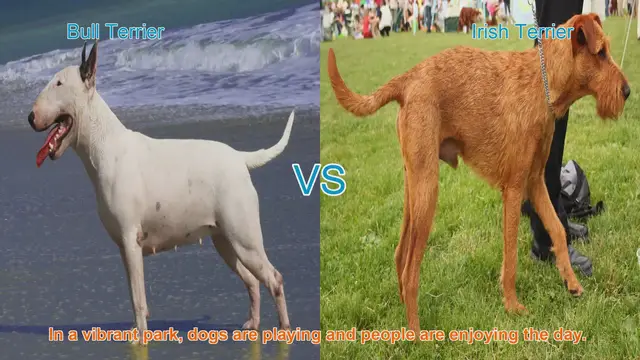 Video thumbnail for Bull Terrier vs. Irish Terrier: A Comparison of Beloved Dog Breeds