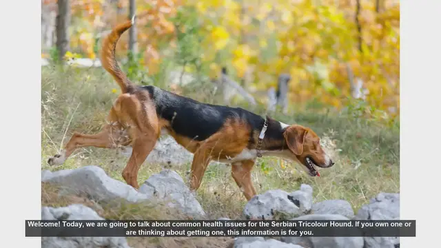 Video thumbnail for Common Health Issues in Serbian Tricolour Hounds: What You Need to Know
