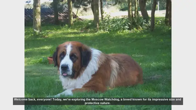 Video thumbnail for Moscow Watchdog: Pros and Cons of Owning This Protective Breed