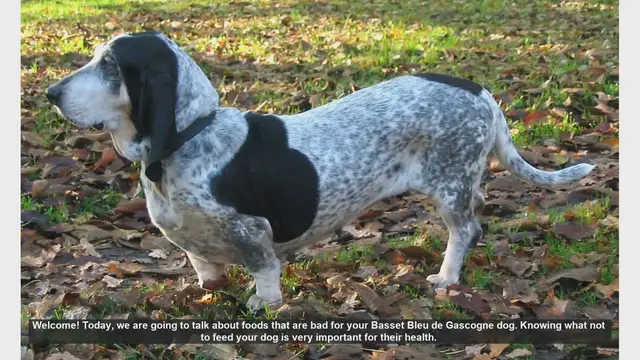 Video thumbnail for Foods to Avoid for Your Basset Bleu de Gascogne