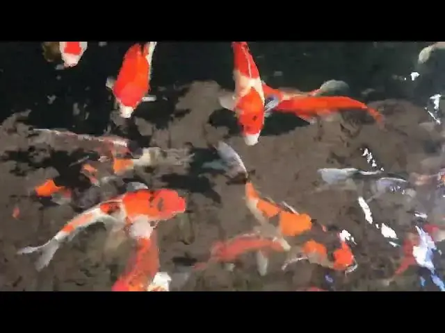 Video thumbnail for Koi Fish: Colorful Symbols of Japanese Maritime Culture
