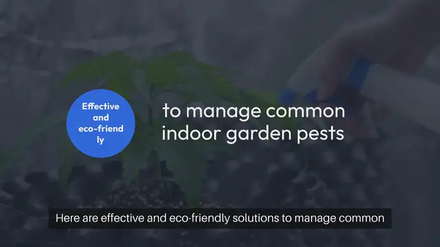 Video thumbnail for DIY Indoor Garden Pest Control Solutions