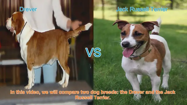 Video thumbnail for Drever vs. Jack Russell Terrier: A Comprehensive Breed Comparison