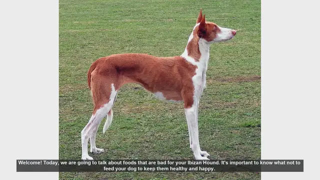 Video thumbnail for Foods to Avoid for Your Ibizan Hound: Keep Your Dog Healthy!
